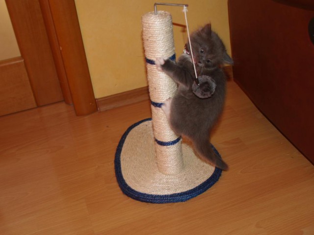 Котовторник 10.06.2014