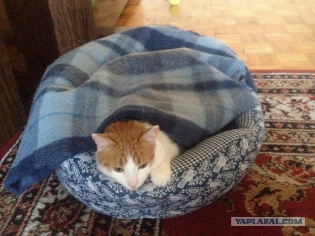 Котовторник 25.11.2014