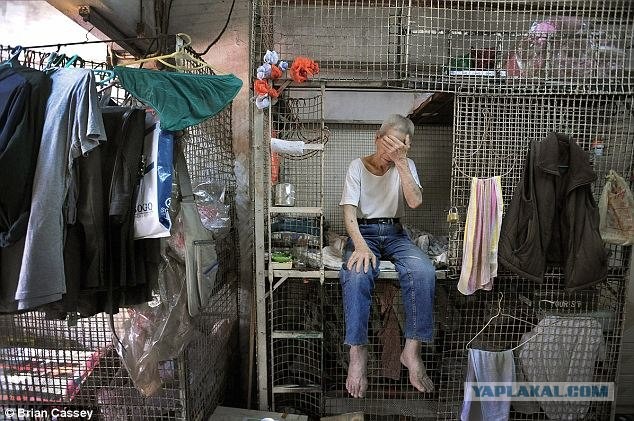 Живущие в клетках