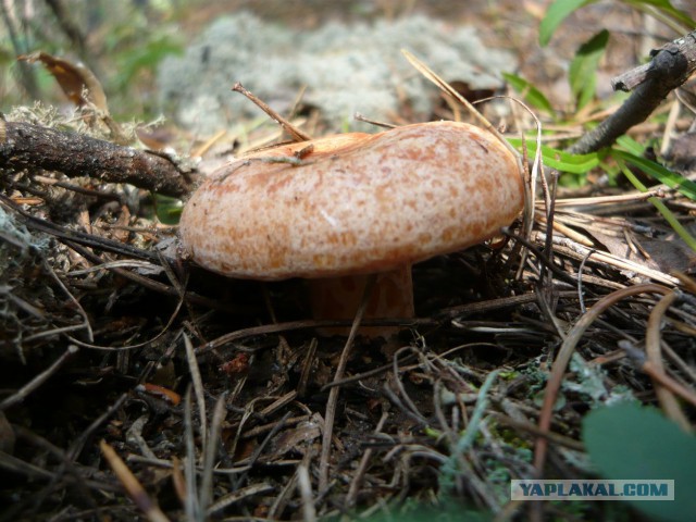 Вспомним лето! Вылазка за грибами.