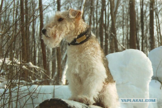 Когда собаки в первый раз увидели снег.