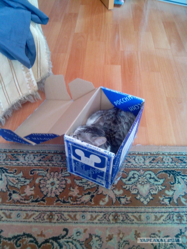 Котовторник  21.07.2015