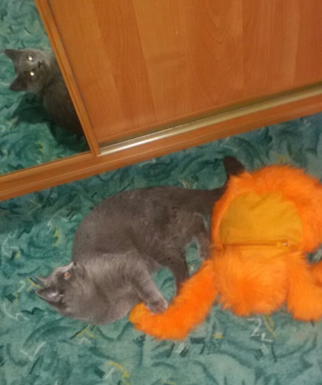 Котовторник 18.08.2015
