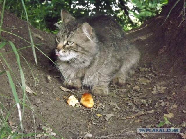 Котовторник 18.08.2015