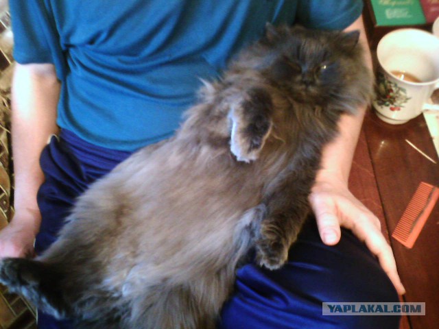 Котовторник 06.10.2015