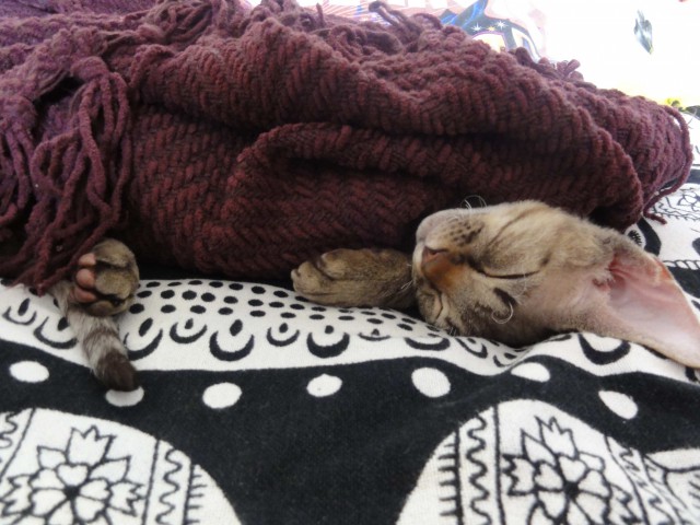 Котовторник 06.10.2015