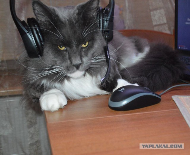 Мей Кун