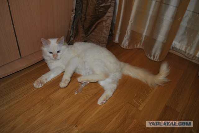 Котовторник 03.11.2015