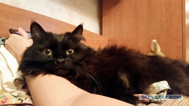 Котовторник