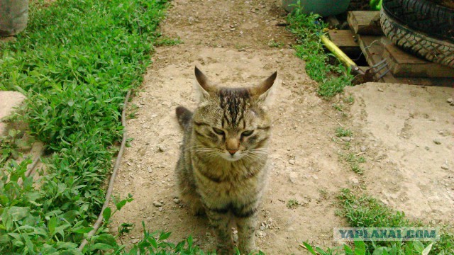 Котовторник  10.05.2016