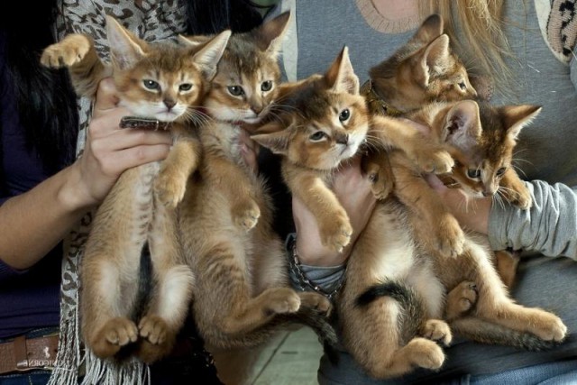 Коты из сети