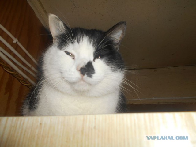 Жизнь домашнего приюта для котеек 152