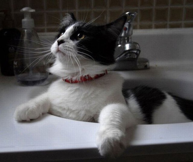 Коты и Кошки