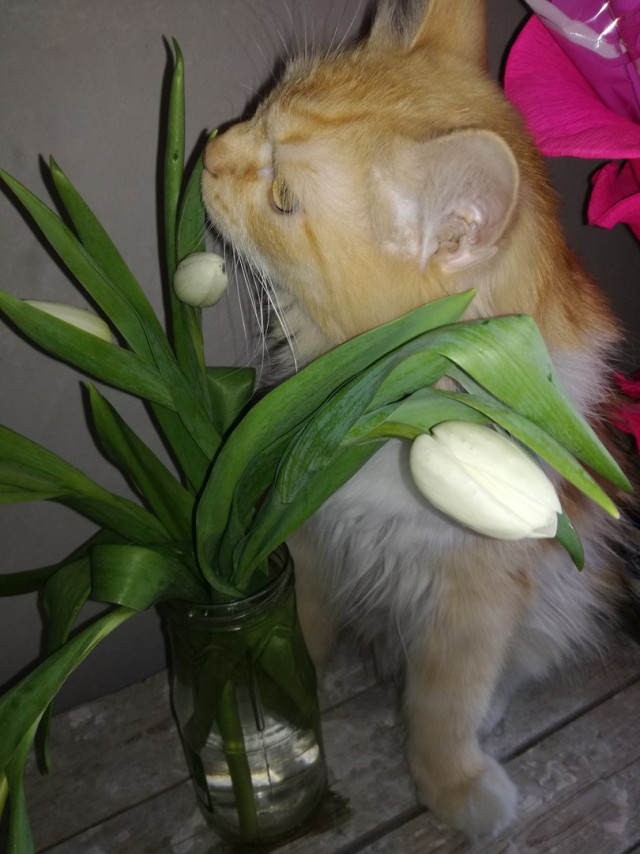 Котовторник 2.05.2017