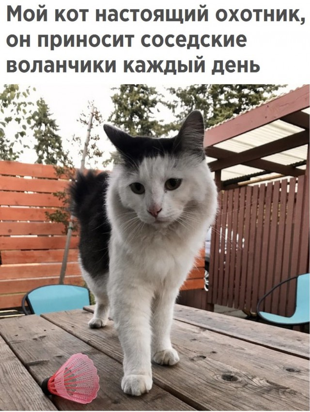 Смешные картинки из сети