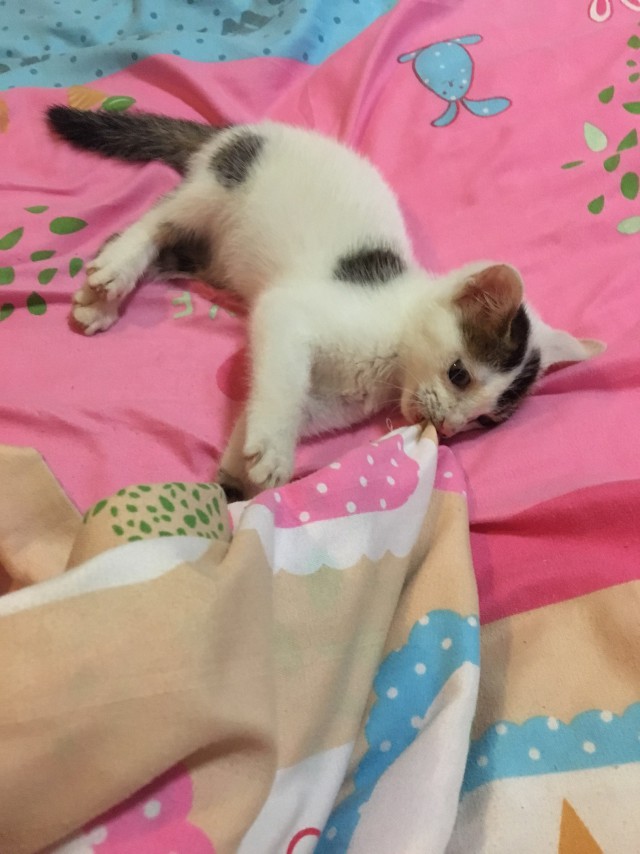 Коты и Кошки