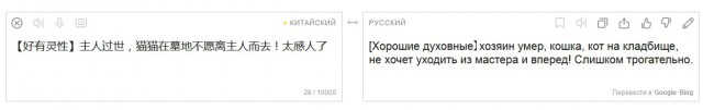 Кошка на похоронах хозяина