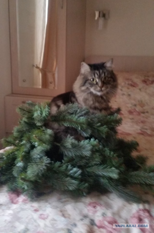 Котовторник  19.12.2017