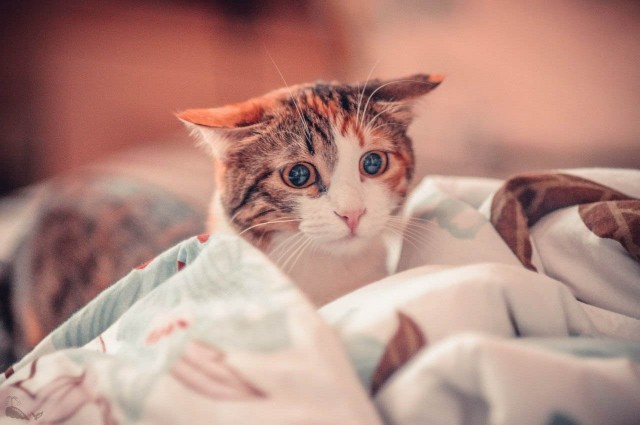 Фотобомбы котов