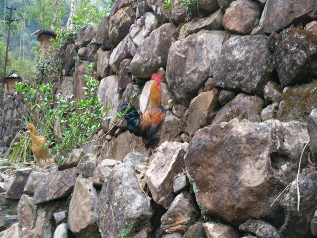 К живым мостам и обратно. Заметки из Индии