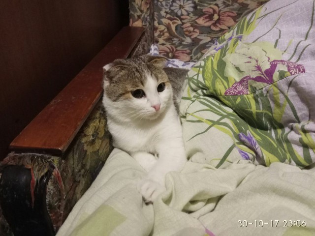 Про кота Гермеса, которого сбила машина