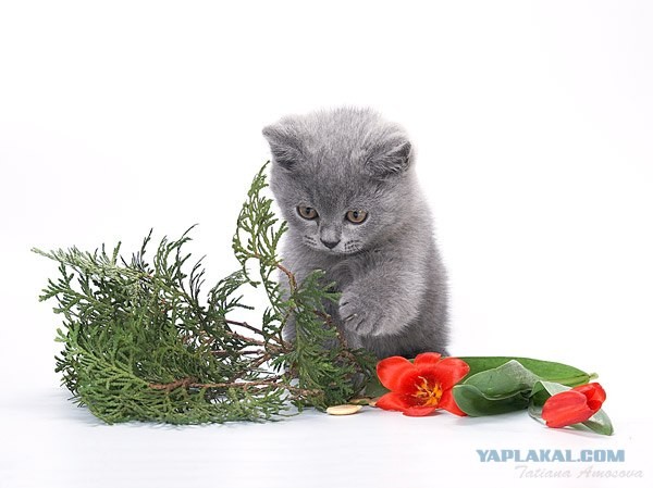 Понедельничное умиление