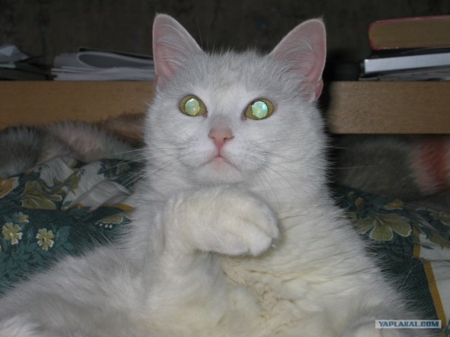 Котовторник на ЯПлакалъ 08.07.2008