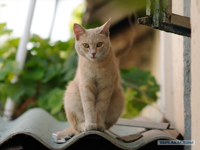 Уррааа! Котовторник на ЯПлакалъ!
