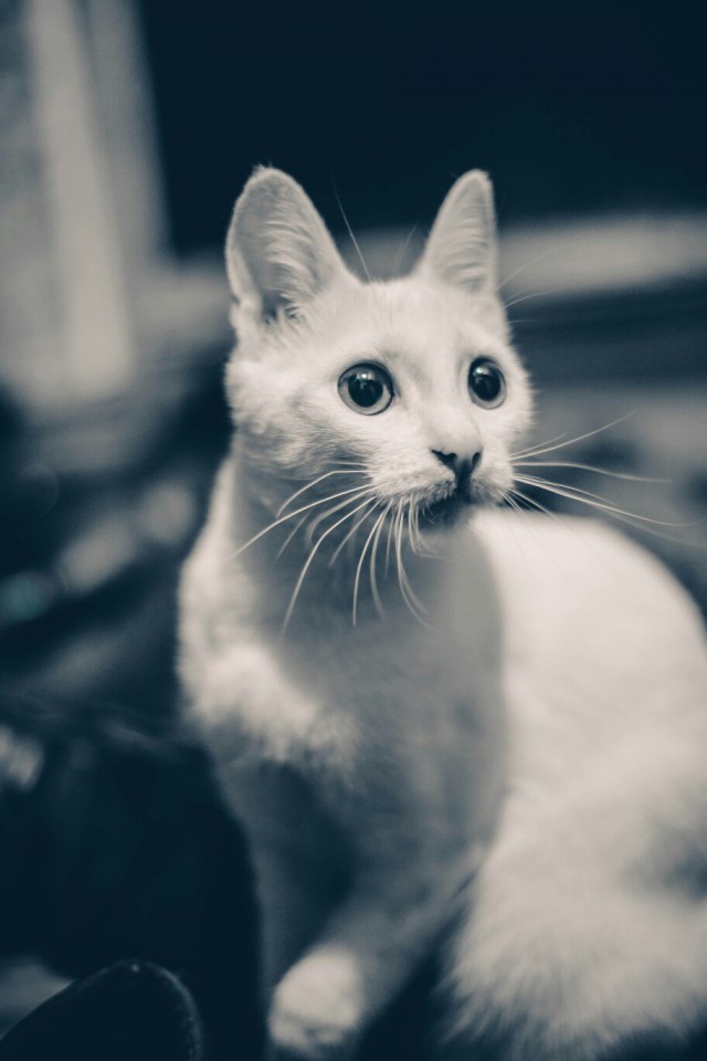 Немного милоты