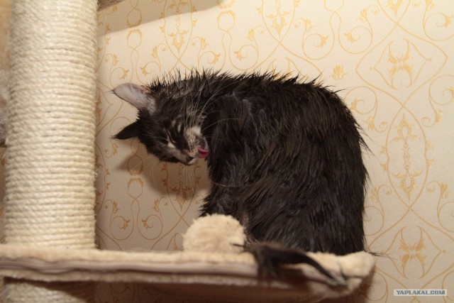 Котовторник. А как же?!