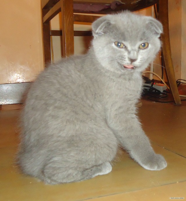 Котейкин вторник! Космический 12.04!
