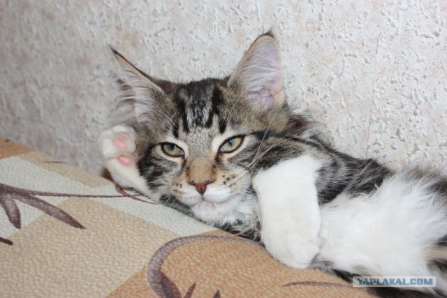 Котовторник