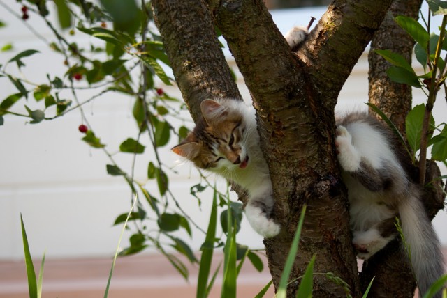 Котовторник с Максом