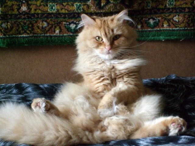 Котовторник 22.11.11