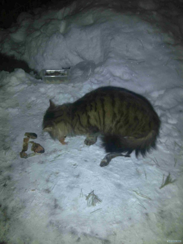 Котовторник (24. 01. 2012 )