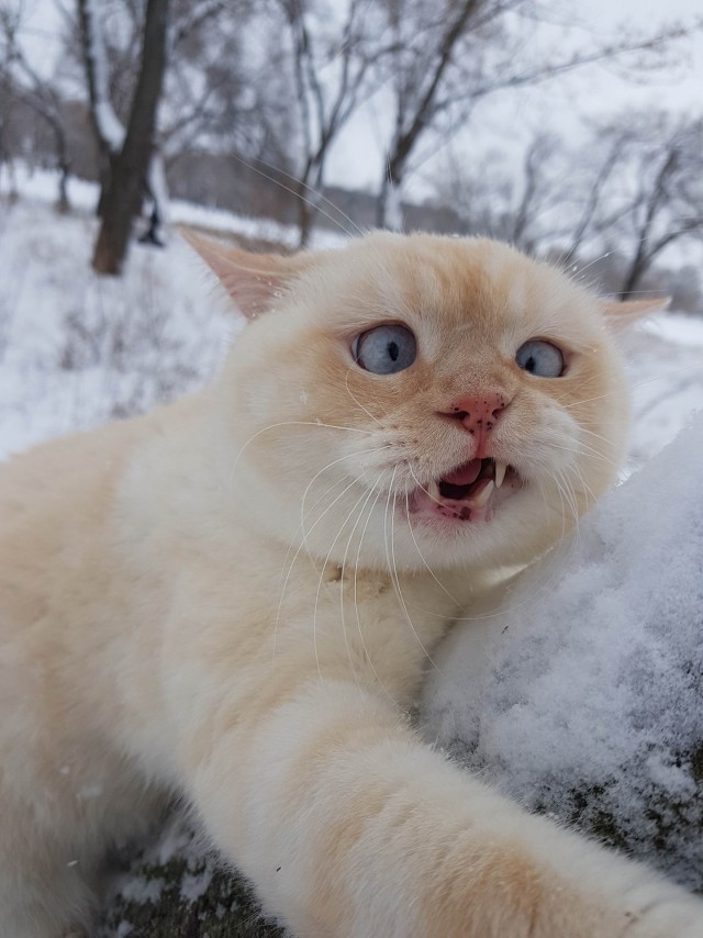Прикольных котов пост