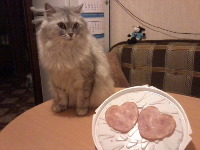 Котовторник (14.02.2012)