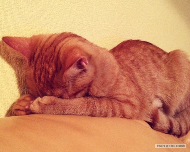 КОТОВТОРНИК (6.03.2012)