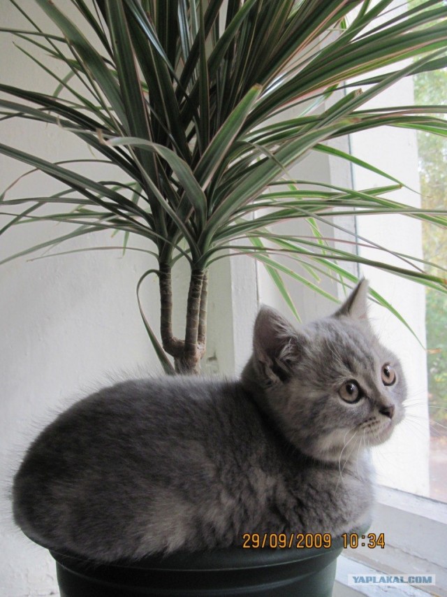 Котовторник 10.04.2012