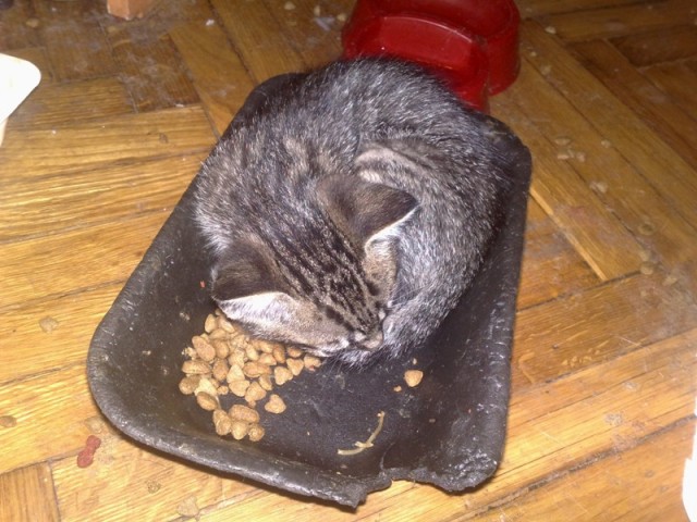 Котовторник (15.05.2012)