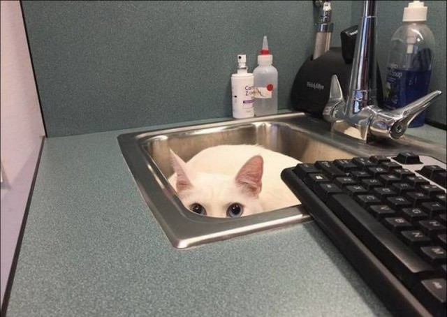 Прикольных котов пост