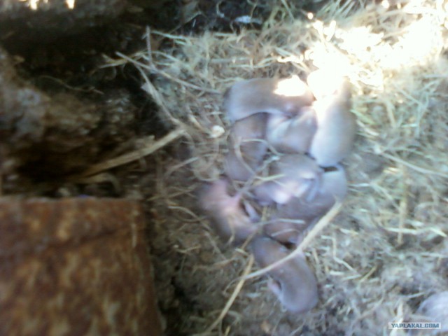 Мышиное гнездо