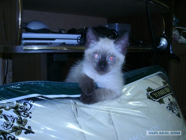 Котовторник 07.08.2012