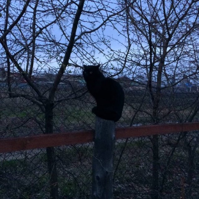 Котовторник 29.01.2019!