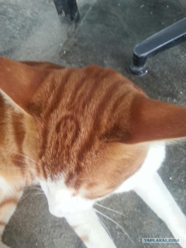 Котовторник  16.10.12