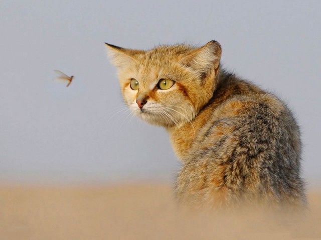 Самые маленькие кошки