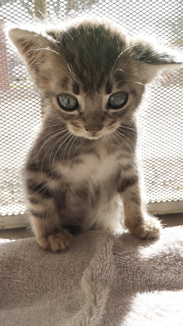 Котовторник однако