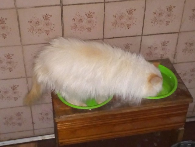 Котовторник  06.08.2019
