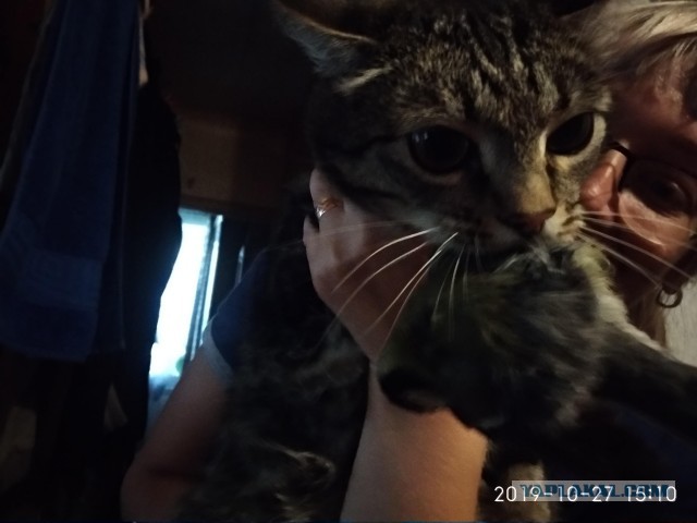 Котовторник от генерала мяу