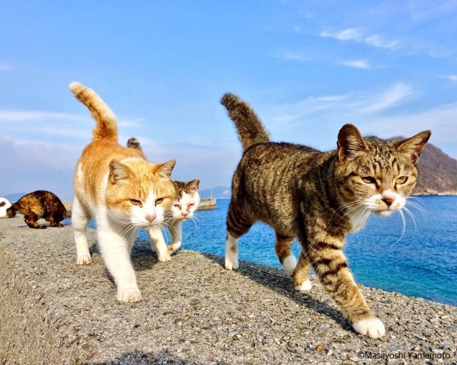 Забавные картинки с котами из сети